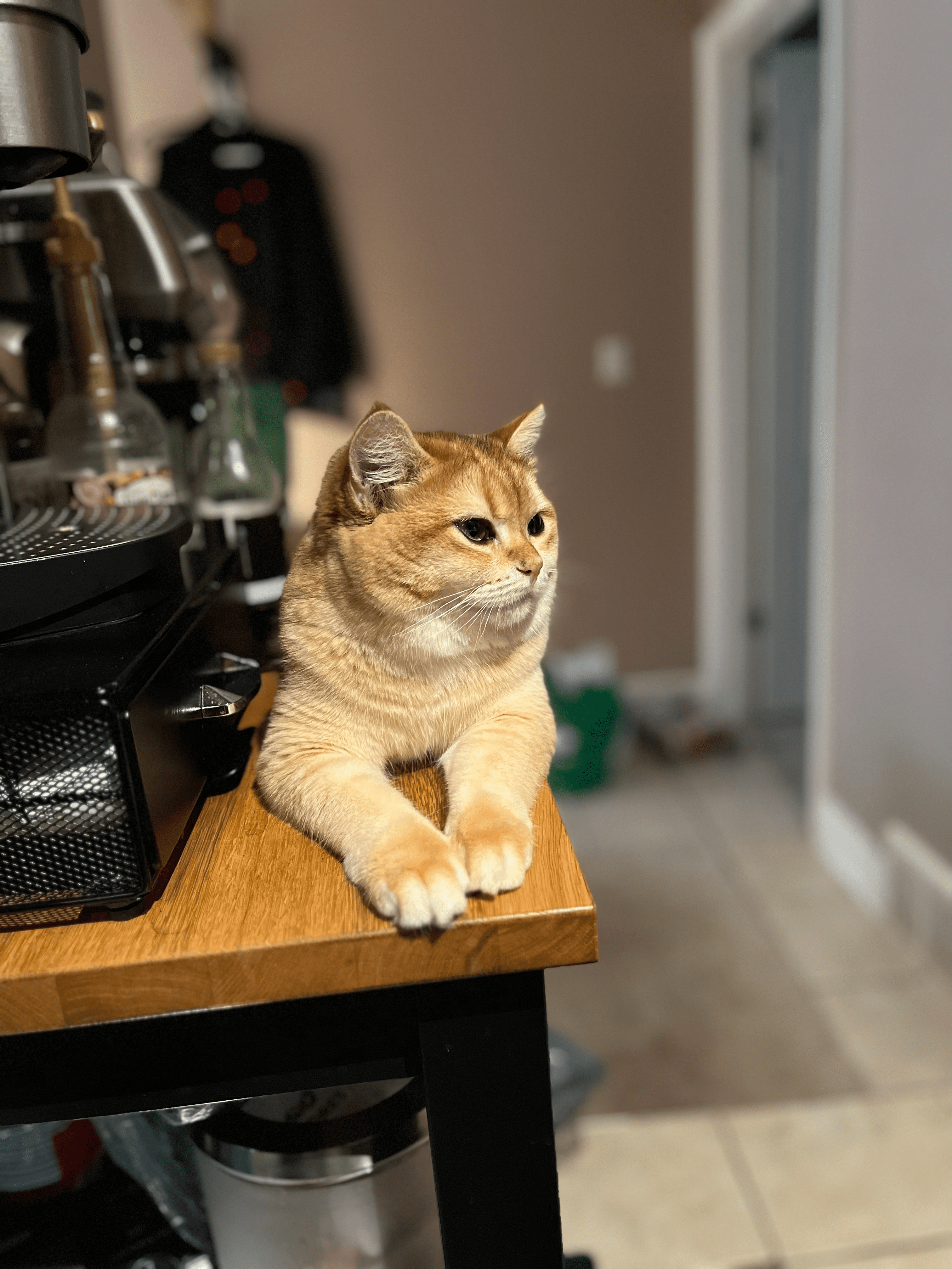 Kitkat With Her Coffee Machines